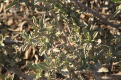 Atriplex cana (Atriplex cana)