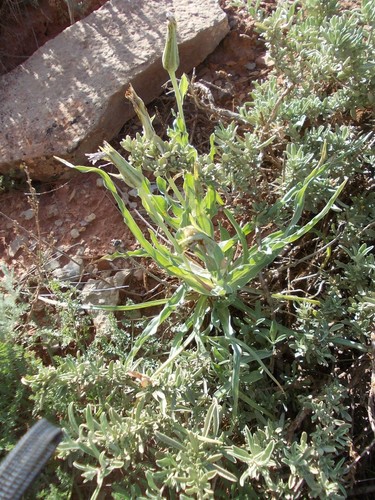 Atriplex cana (Atriplex cana)