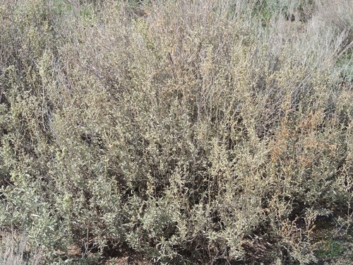 Atriplex cana (Atriplex cana)