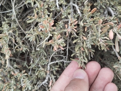 Atriplex cana (Atriplex cana)