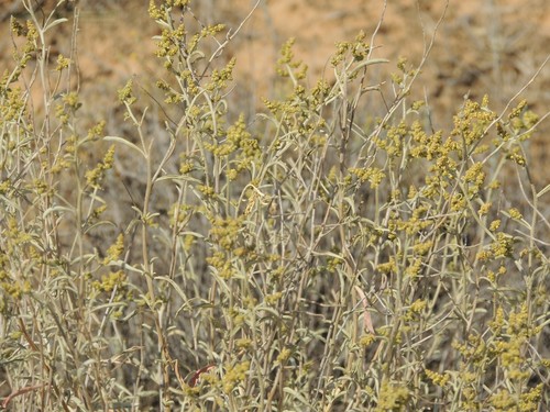 Atriplex cana (Atriplex cana)