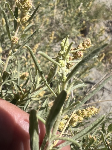 Fourwing saltbush (Atriplex canescens)