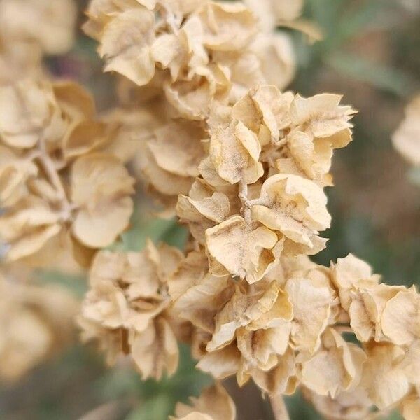 Fourwing saltbush (Atriplex canescens)