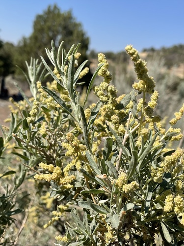 Fourwing saltbush (Atriplex canescens)