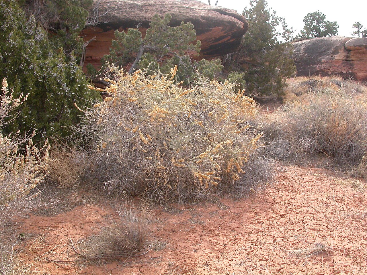 Fourwing saltbush: This species is often a shrub but can be subshrubby to herbaceous if browsed or tracking sand dunes.