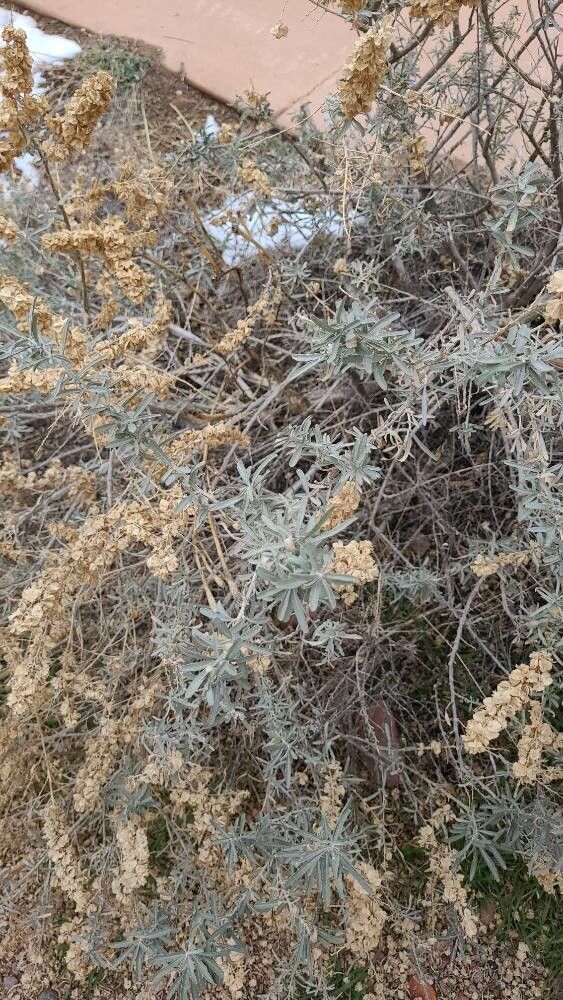 Fourwing saltbush (Atriplex canescens)