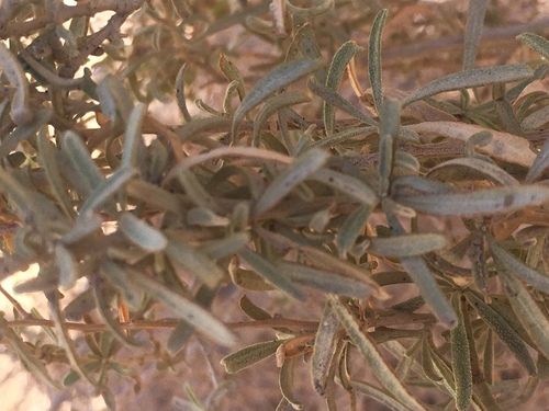 Fourwing saltbush (Atriplex canescens)