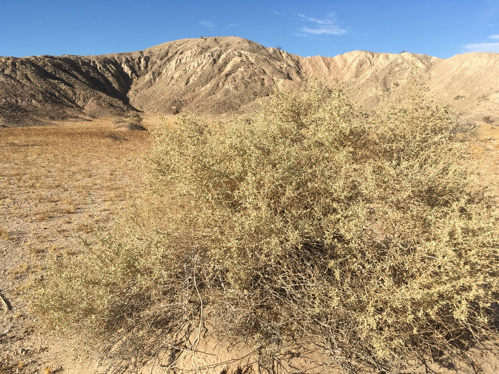 Fourwing saltbush (Atriplex canescens)