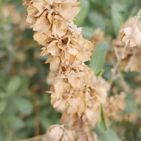 Fourwing saltbush (Atriplex canescens)