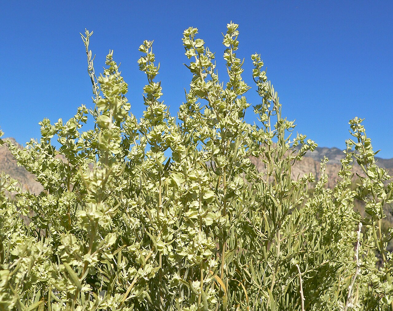 Fourwing saltbush: Atriplex canescens var. canescens in Red Rock Canyon , southern Nevada