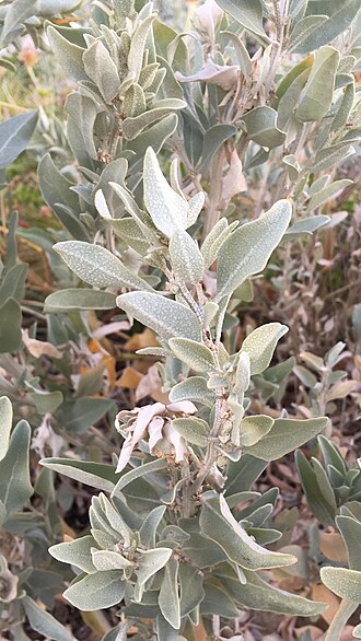 Gray saltbush: Grey Saltbush
