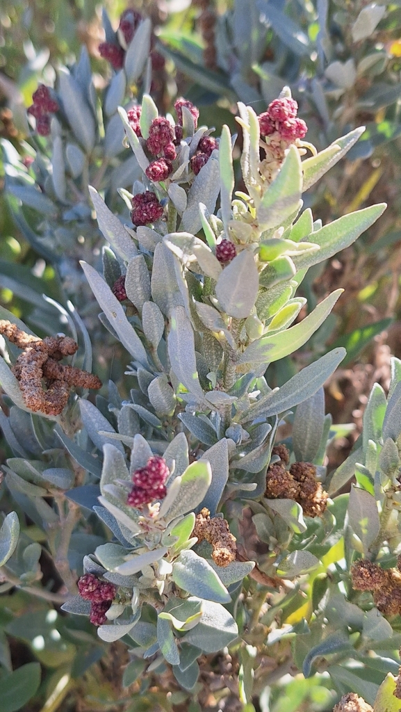 Gray saltbush (Atriplex cinerea)