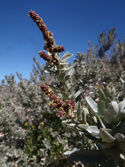 Gray saltbush (Atriplex cinerea)