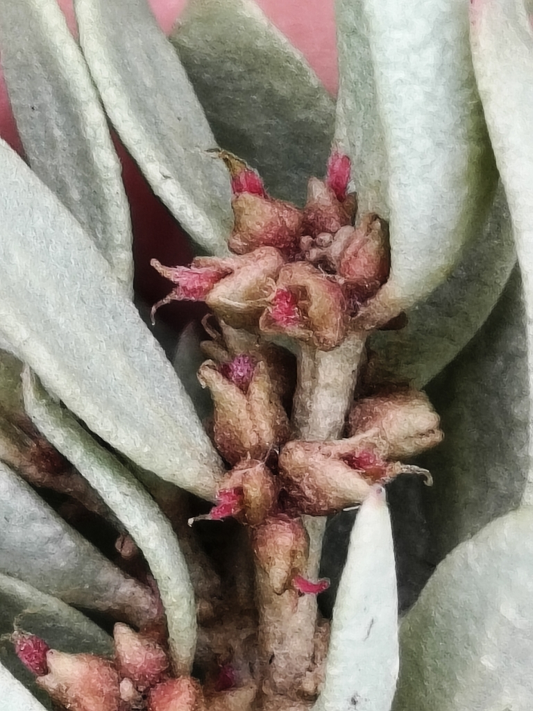 Gray saltbush (Atriplex cinerea)