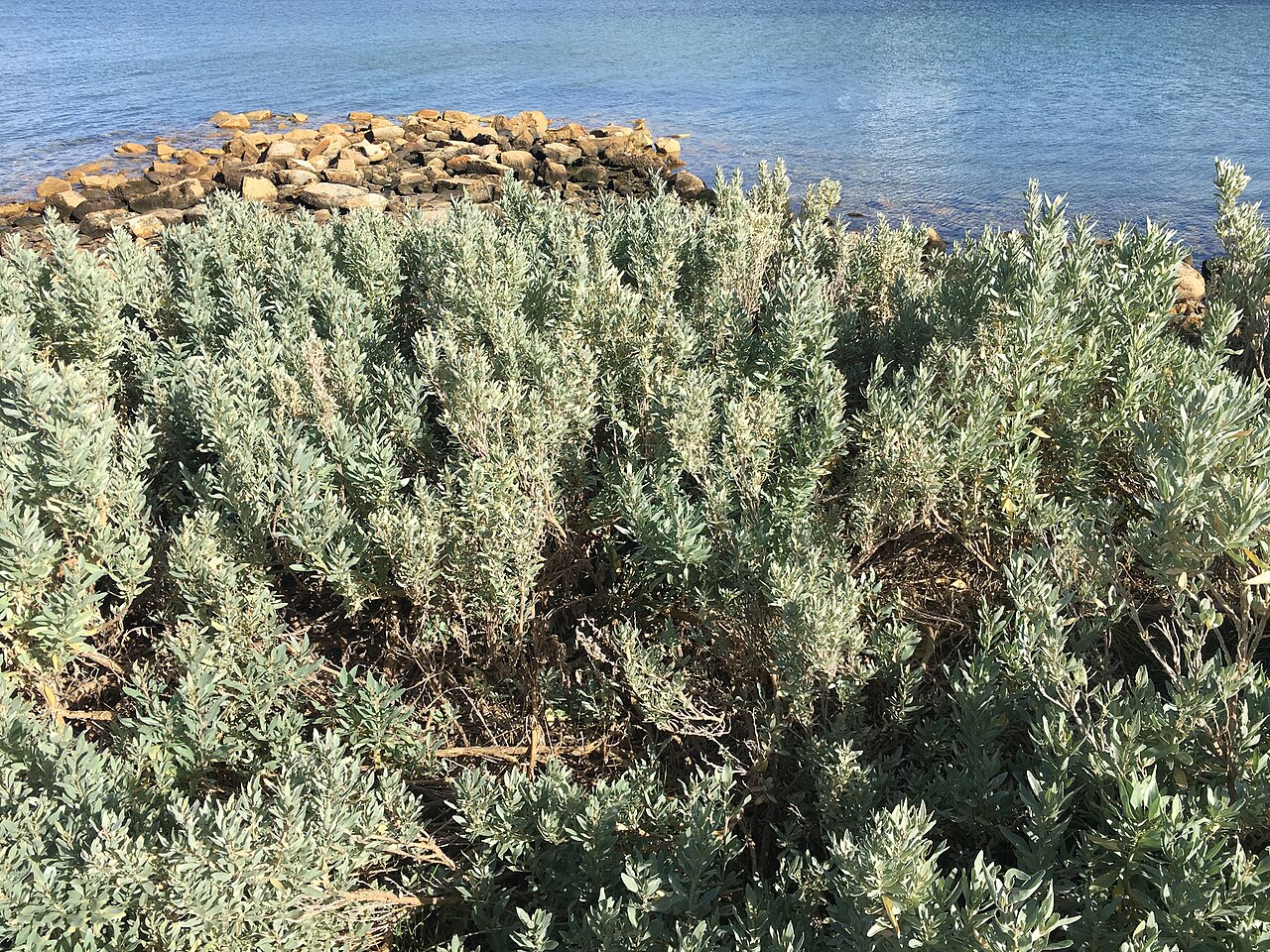 Gray saltbush: Grey Saltbush