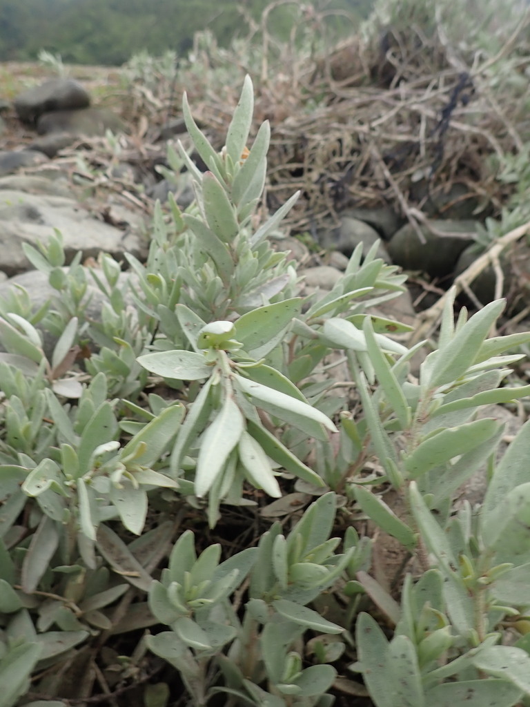 Gray saltbush (Atriplex cinerea)