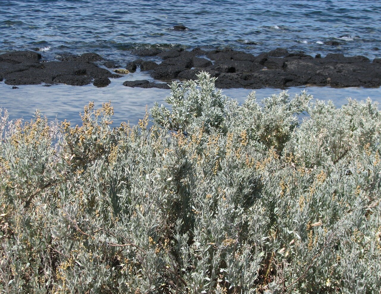 Gray saltbush: Atriplex cinerea Williamstown, Victoria , Australia