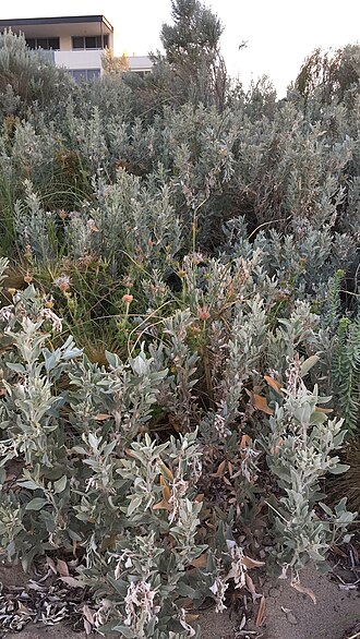 Gray saltbush: Grey Saltbush