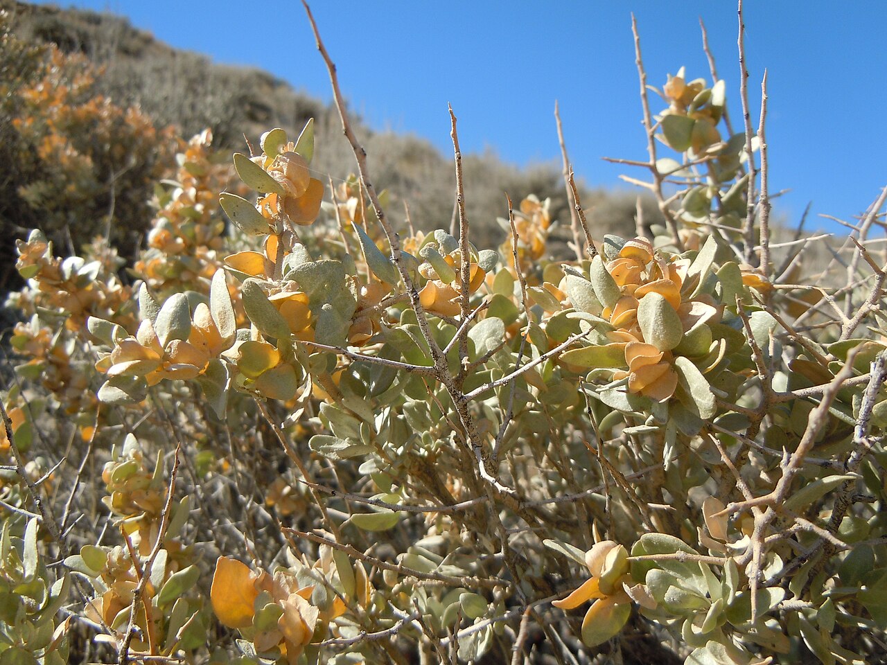 Shadscale: The widely spreading thorny branches and orbiculate leaves are distinctive of this shrubby species.