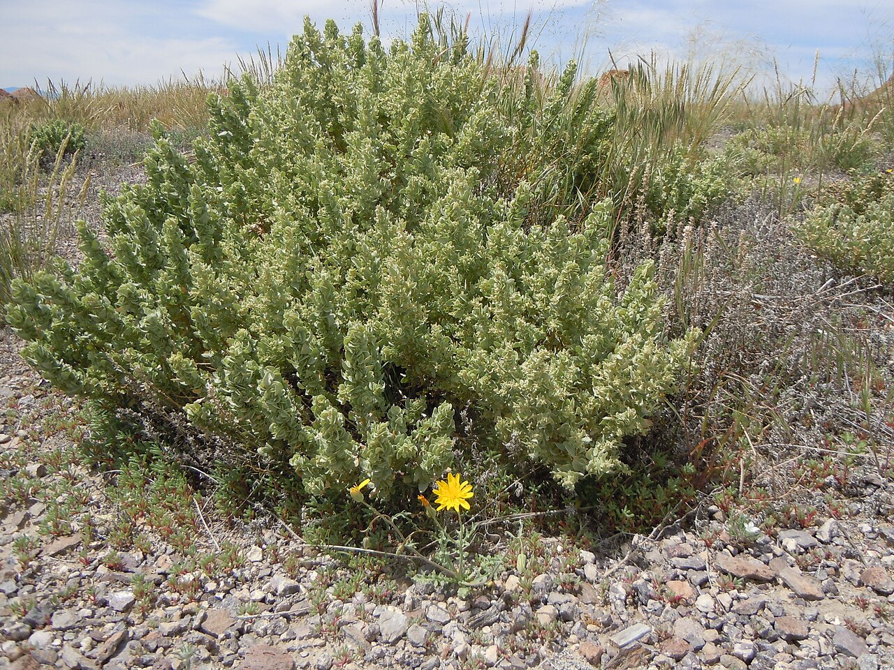 Shadscale: A ubiquitous shrub associated of sagebrush.