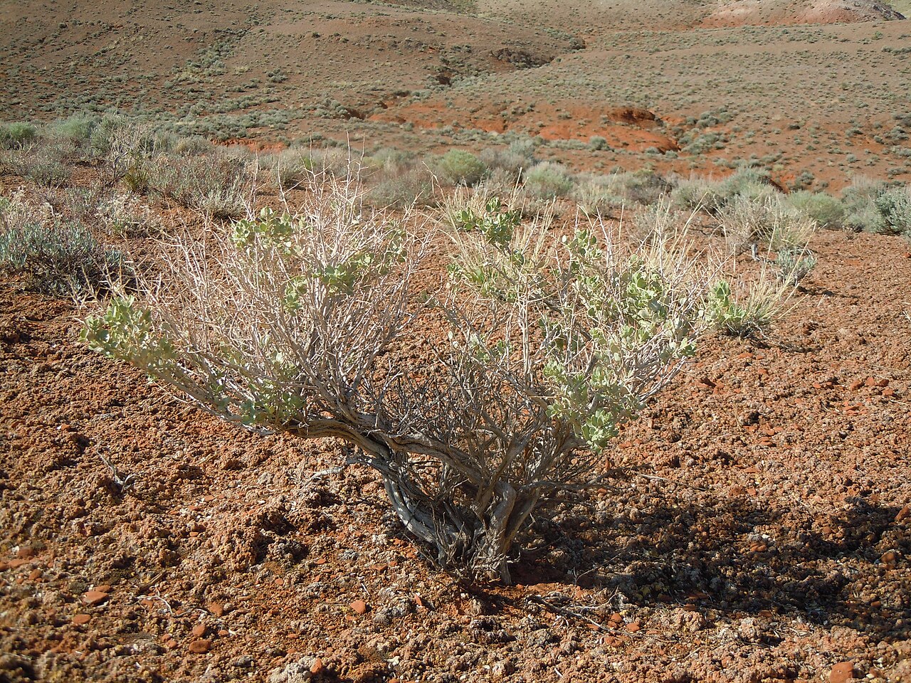 Shadscale: This shrub is often common throughout high-native-cover sagebrush steppe of the Pyror Mountain regions regardless of substrate or soil type.