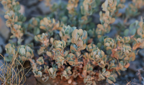 Shadscale (Atriplex confertifolia)