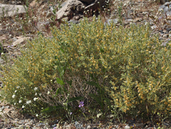 Shadscale (Atriplex confertifolia)