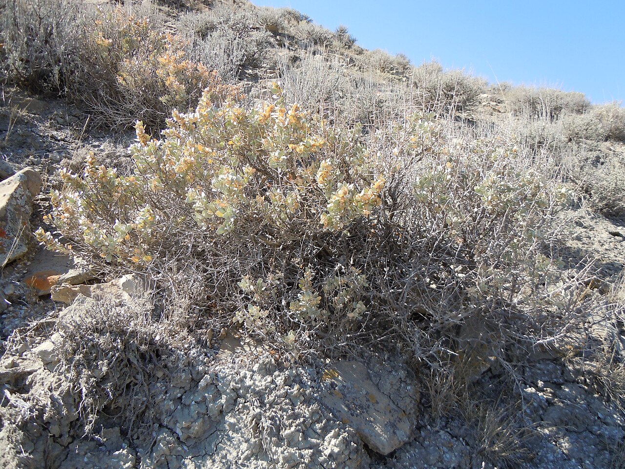 Shadscale: Shadscale is a common constituent of the sagebrush steppe in Montana.