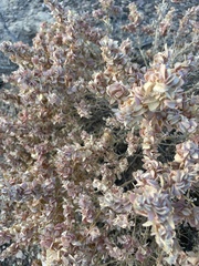 Shadscale (Atriplex confertifolia)