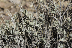 Shadscale (Atriplex confertifolia)