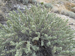Shadscale (Atriplex confertifolia)