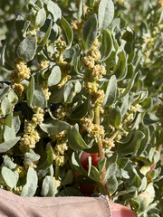 Shadscale (Atriplex confertifolia)