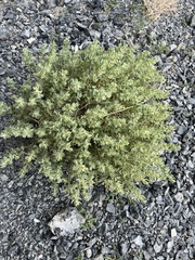 Shadscale (Atriplex confertifolia)