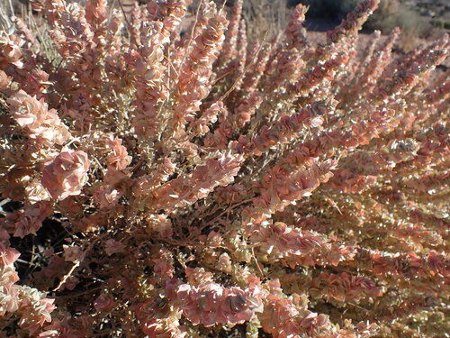 Shadscale (Atriplex confertifolia)