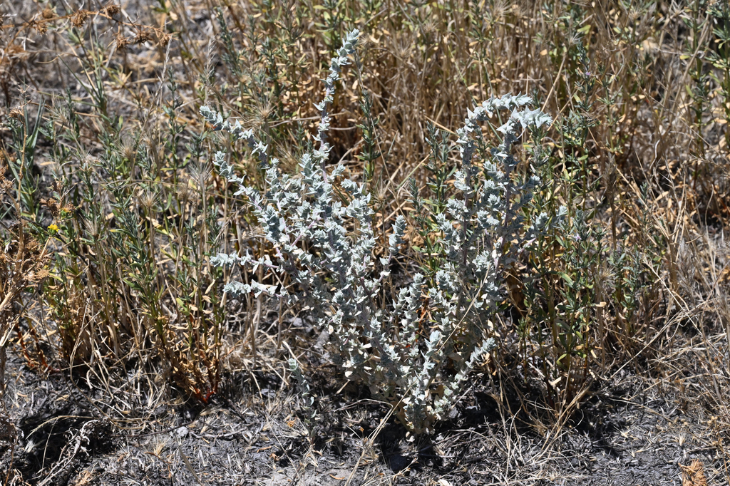 Heartscale (Atriplex cordulata)
