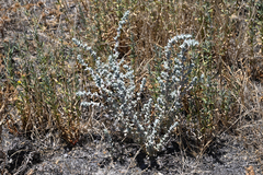 Heartscale (Atriplex cordulata)