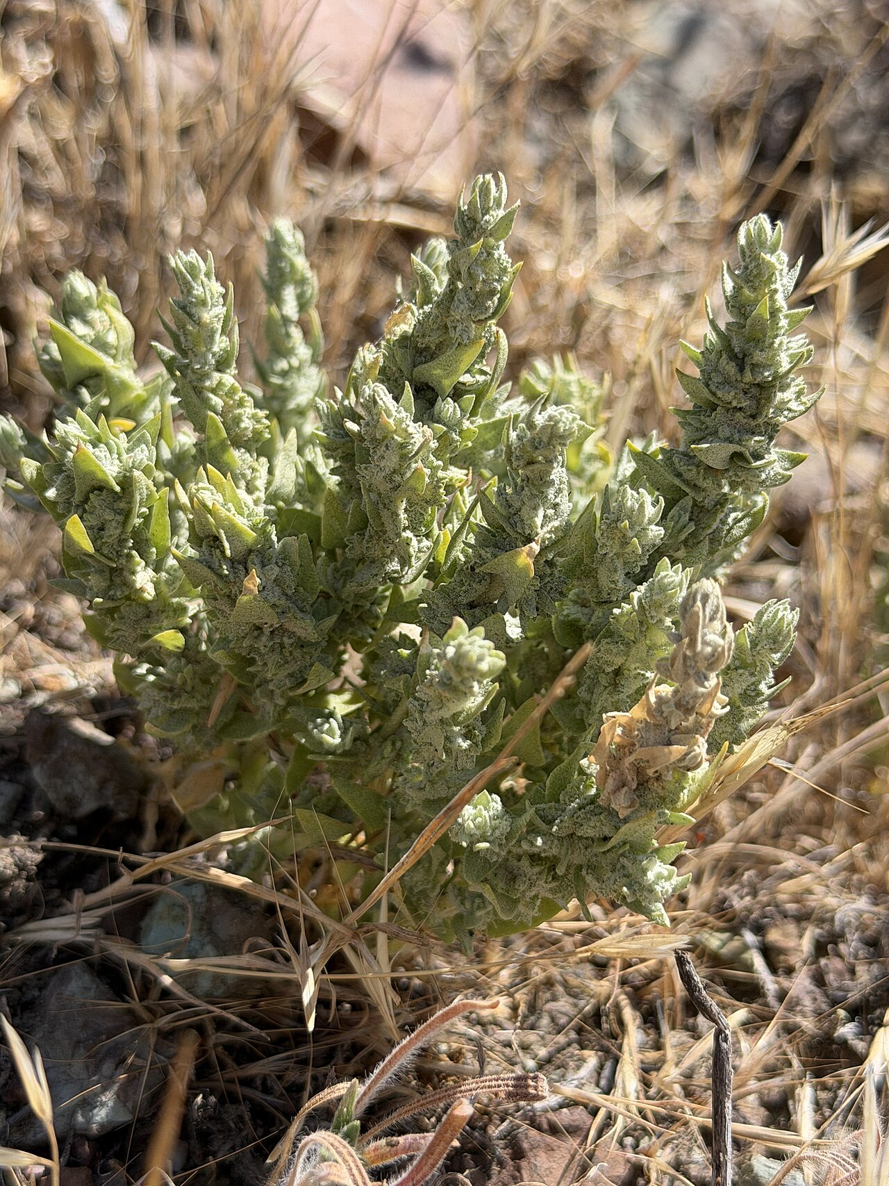 Crownscale: Crownscale ( Atriplex coronata ) in the United States