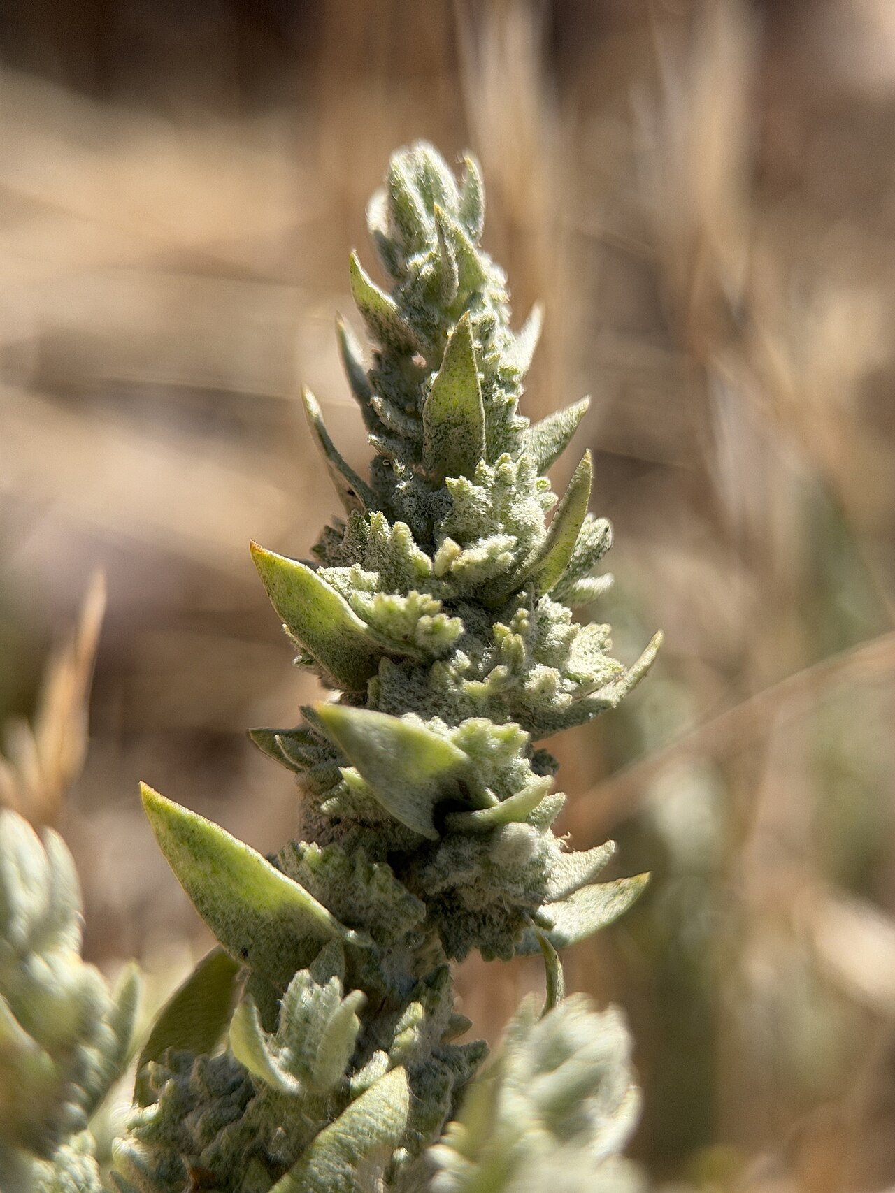 Crownscale: Crownscale ( Atriplex coronata ) in the United States