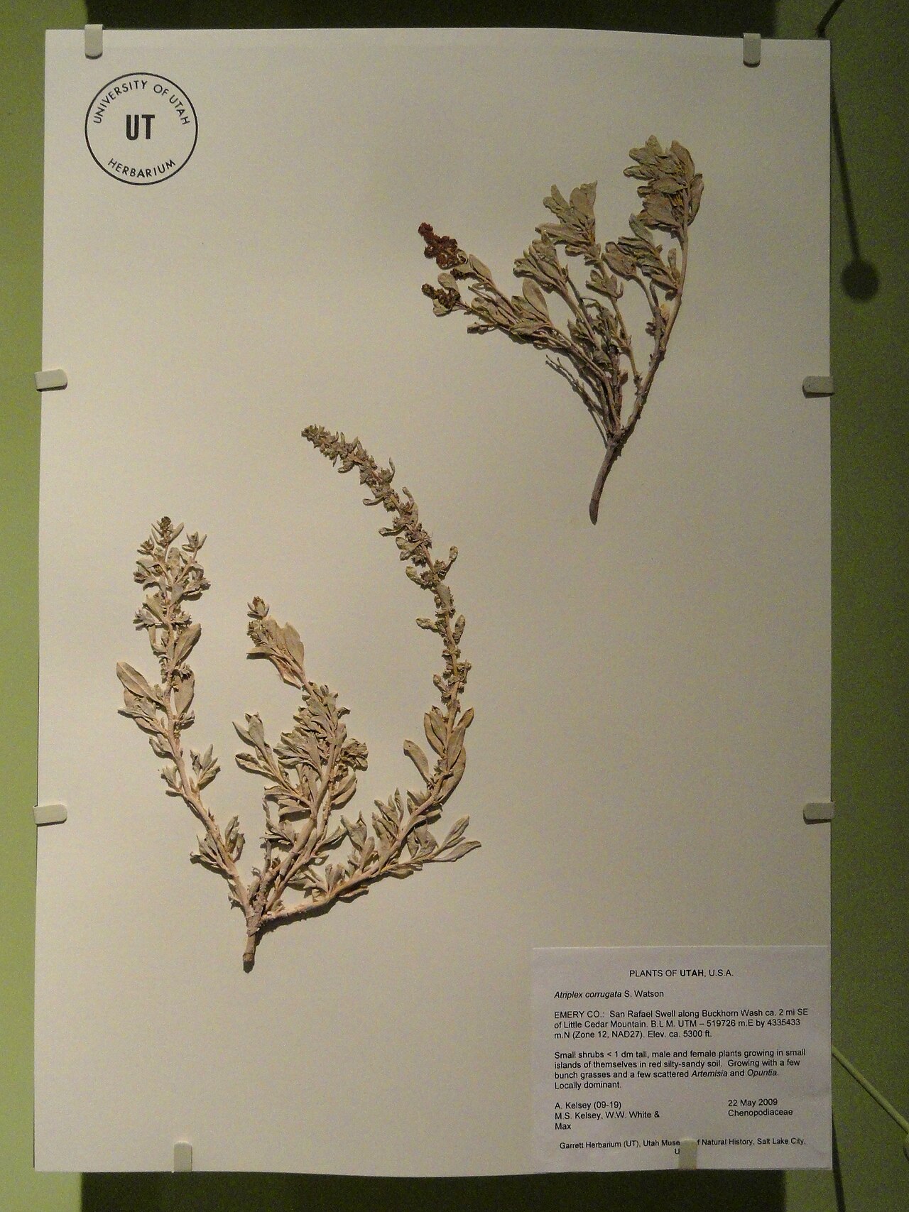 Mat saltbush: Garrett Herbarium specimen exhibited in the Natural History Museum of Utah, Salt Lake City, Utah, USA. This item is old enough so that it is in the public domai