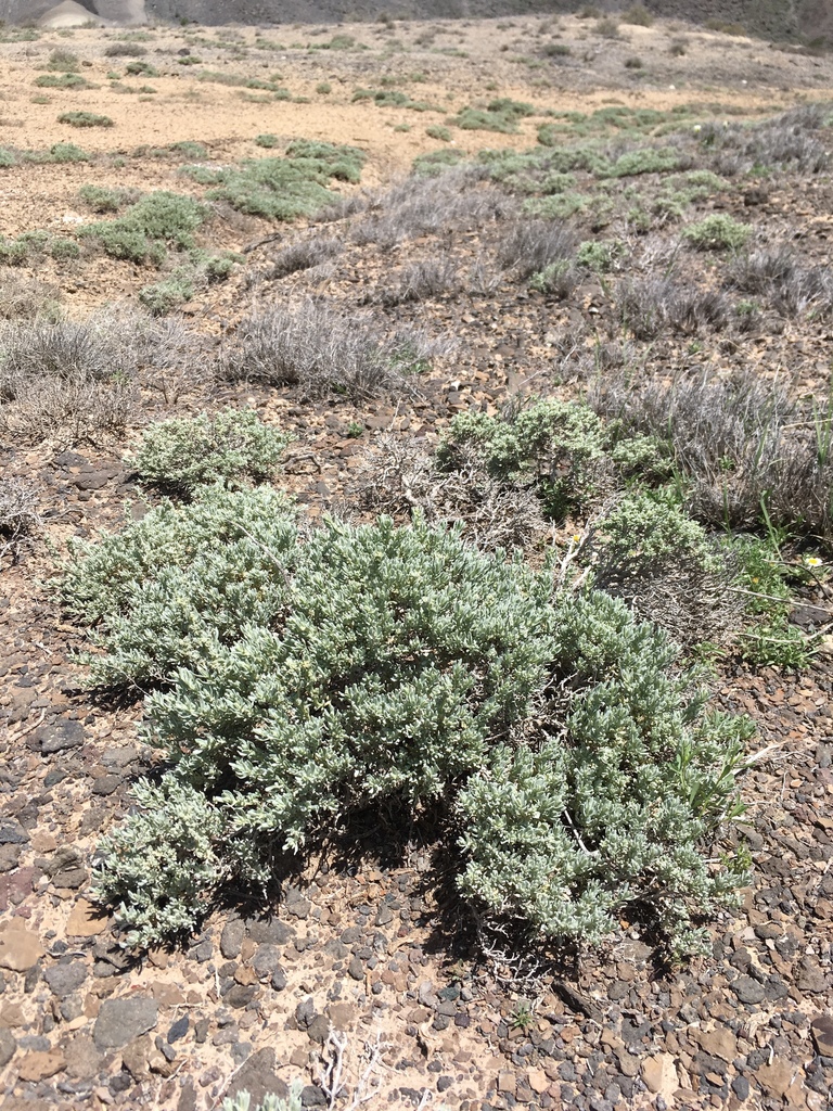 Mat saltbush (Atriplex corrugata)