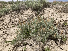 Mat saltbush (Atriplex corrugata)