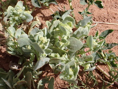 Atriplex dimorphostegia (Atriplex dimorphostegia)
