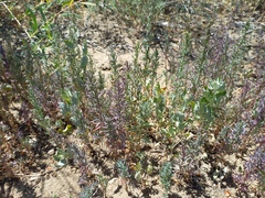 Atriplex dimorphostegia (Atriplex dimorphostegia)