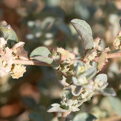 Small saltbush (Atriplex eardleyae)