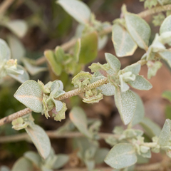 Small saltbush (Atriplex eardleyae)