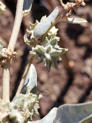 Wheelscale saltbush (Atriplex elegans)