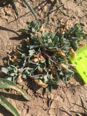 Wheelscale saltbush (Atriplex elegans)