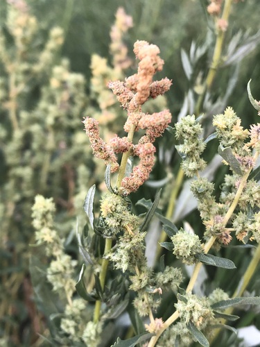 Wheelscale saltbush (Atriplex elegans)