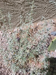 Wheelscale saltbush (Atriplex elegans)