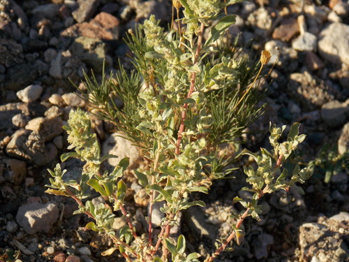 Wheelscale saltbush (Atriplex elegans)